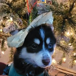 Miney - Black and white Pomsky puppy in Stover, Missouri from Lx2 County Line Pomskis
