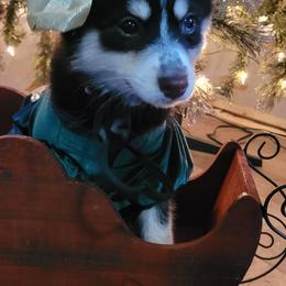 Miney - Black and white Pomsky puppy in Stover, Missouri from Lx2 County Line Pomskis