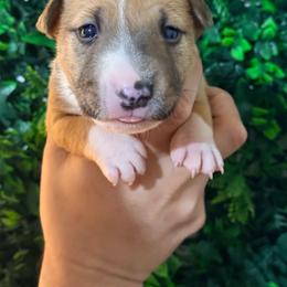 Pinstripe - Red and white male Miniature Bull Terrier puppy in California from Shark Head Bullies MBT