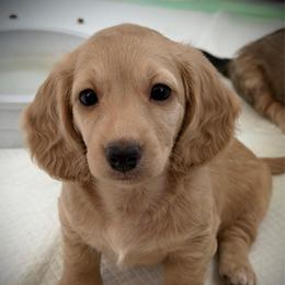 Red Collar Girl - Cream female Dachshund puppy in Descanso, California from Kendaline Kennels