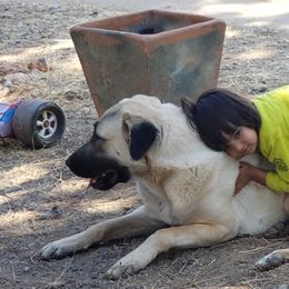 Anatolian Shepherd Dog Puppies from Thakeb Anatolian Shepherd