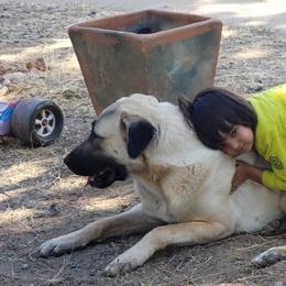 Anatolian Shepherd Dog Puppies from Thakeb Anatolian Shepherd