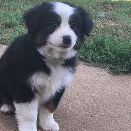 Miniature American Shepherds and Miniature Australian Shepherds from Donna baumann
