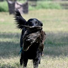 Flat-Coated Retrievers from Chantal Kennel FCR's raised by Josie L.