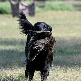 Flat-Coated Retrievers from Chantal Kennel FCR's raised by Josie L.