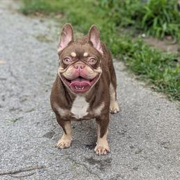 Hermes - French Bulldog