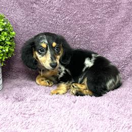 Payton - Dapple female Dachshund puppy in Smithville, Oklahoma from Bristy’s Pampered Pups