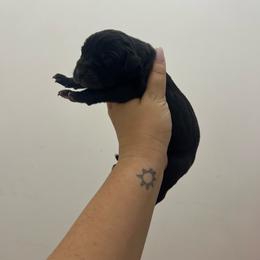 Pink collar - Black female Great Dane puppy in Miami, Florida from RP DANES