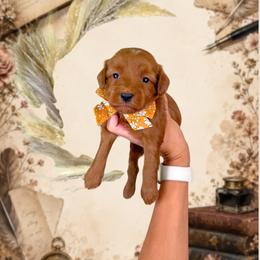 Sonnet - Red  male Goldendoodle puppy in Norcross, Georgia from Teddy Puppies