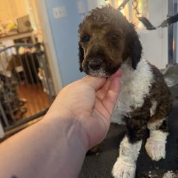 Pink - Parti female Poodle puppy in Maryland from Hernwood Heelers & Poodles