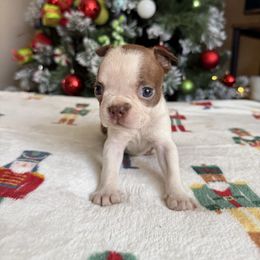 Fern - Red female Boston Terrier puppy in Kentucky from Graceful Paws