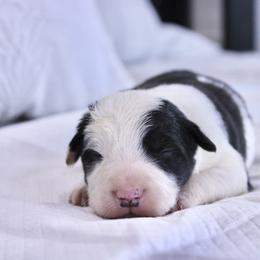 Boy 2 - male Border Collie puppy in Hesperus, Colorado from I&A Border Collies