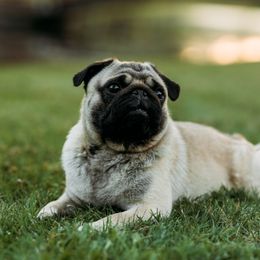 Bear - Pug
