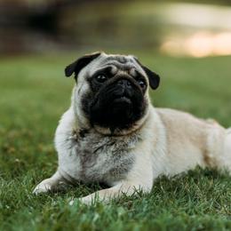 Bear - Pug