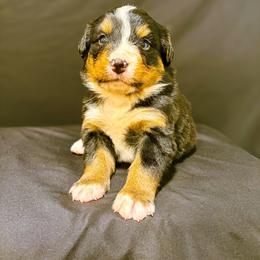 Muffin - Black rust and white female Bernese Mountain Dog puppy in Alabama from Dogwood Creek Bernese