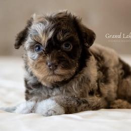 Bernedoodle and Schnoodle Puppies from Grand Lake Poodles & Doodles