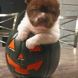 Flower Girl - White female Chinese Shar-Pei puppy in Blossvale, New York from CNY Shar Peis