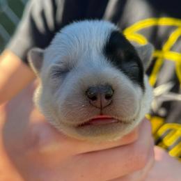 Boy 2 - Blue male Australian Cattle Dog puppy in Irvington, Kentucky from Dry Valley’s Australian Cattle Dogs