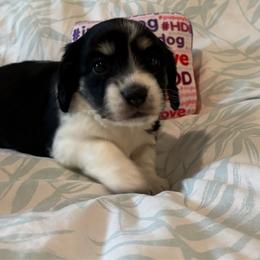 Lola - Piebald female Dachshund puppy in New Smyrna Beach, Florida from J & L Mini D’s