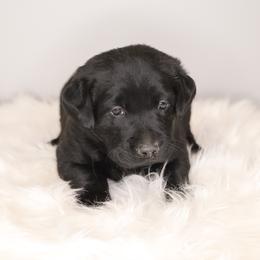 Labrador Retriever Puppies from AGL Retrievers