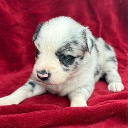 Breezy - Blue merle female Australian Shepherd puppy in Kimbolton, Ohio from Wagon Wheel Aussies