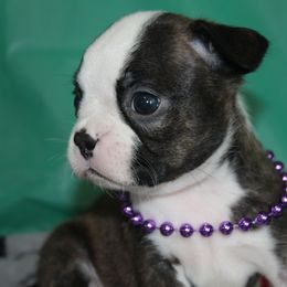 Sienna - Brindle and white female Boston Terrier puppy in Brooksville, Florida from Delamorés Pups