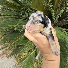 Aussiedoodle and Miniature Australian Shepherd Puppies from DLT MiniAussie