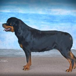 Rottweiler All Grown Up from Aliece's Rottweilers