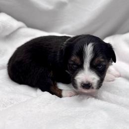 Riley - Black tri female Toy Australian Shepherd puppy in Bly, Oregon from Apacheblus Toy Aussies
