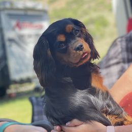 Mila - Cavalier King Charles Spaniel