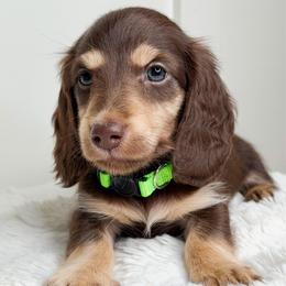 Tiki - Chocolate and cream male Dachshund puppy in Redding, California from Jean & Mae Doxies
