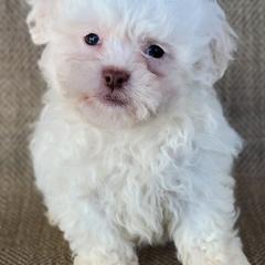 Echo - Cream male Shichon puppy in Limestone, Tennessee from Pilot Hill Teddy Bear Puppies