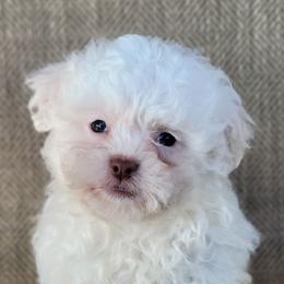 Echo - Cream male Shichon puppy in Limestone, Tennessee from Pilot Hill Teddy Bear Puppies