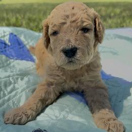 Miss Aqua Collar (video) - Apricot female Poodle puppy in Screven, Georgia from Dreamland Standard Poodles