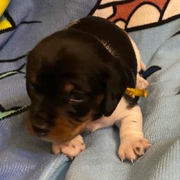 CAMI - Piebald female Dachshund puppy in Elizabethtown, Kentucky from Teeny Tiny Puppy Tails