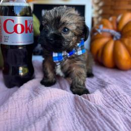 Oliver - Brindle male Shorkie puppy in Charleston, West Virginia from Mountain State Puppies