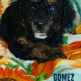 Gomez - Tri-color male Bernedoodle puppy in Beecher, Illinois from Erica’s Doodles