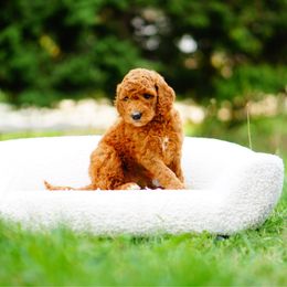 Dolly - Red  female Goldendoodle puppy in Washington from Doodle Love