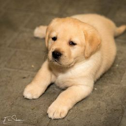 Labrador Retrievers from Brighton Labradors