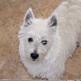 Basel - West Highland White Terrier