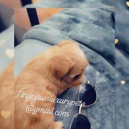 Biewer Terrier, Poodle, and Yorkshire Terrier Puppies from Tiny Paws Luxury Pets