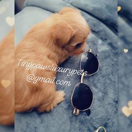 Biewer Terrier, Poodle, and Yorkshire Terrier Puppies from Tiny Paws Luxury Pets