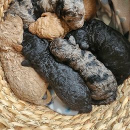 Cavapoo and Poodle Puppies from Blue Meadow Puppies