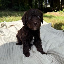 Sturgeon - Brown male Poodle puppy in Troy, New Hampshire from SP Standard Poodles