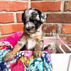 Morticia Addams - female Australian Mountain Doodle puppy in Corydon, Indiana from Ridgeline Doodles