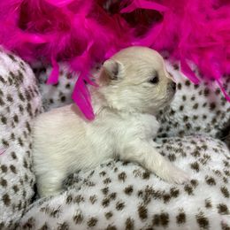Pomeranian Puppies from Mac Daddy Poms