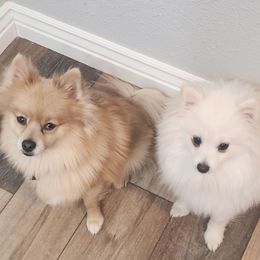 Rome - Pomeranian