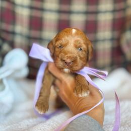 Bluebird - Red  female Goldendoodle puppy in New Harmony, Indiana from Cottonwood Farms