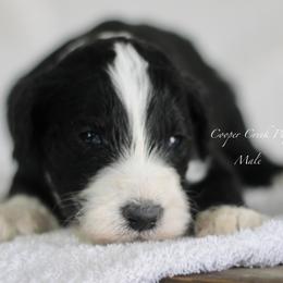Clifford - Black and white male Sheepadoodle puppy in Lowry City, Missouri from Cooper Creek Puppies