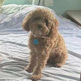 Ginger - Cavapoo